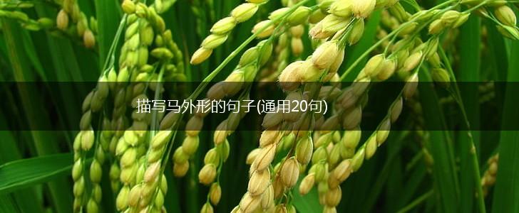 描写马外形的句子(通用20句),第1张