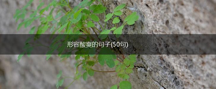 形容酸爽的句子(50句),第1张