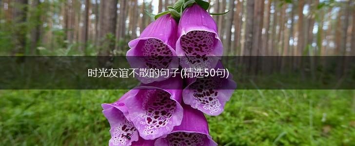 时光友谊不散的句子(精选50句),第1张