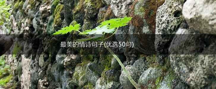 最美的情诗句子(优选50句),第1张