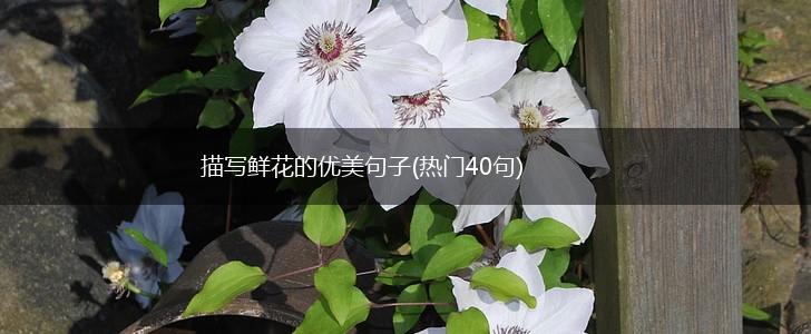 描写鲜花的优美句子(热门40句),第1张 描写鲜花的优美句子(热门40句),第1张