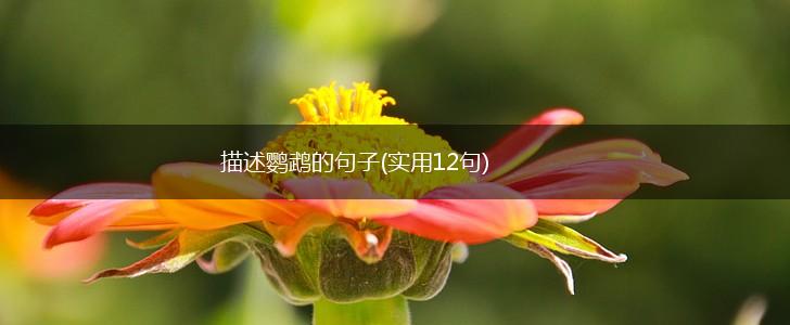 描述鹦鹉的句子(实用12句),第1张