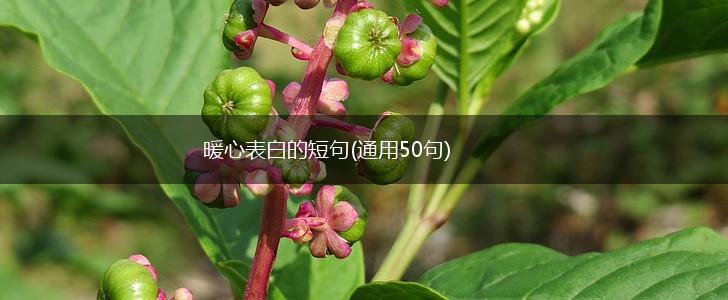 暖心表白的短句(通用50句),第1张