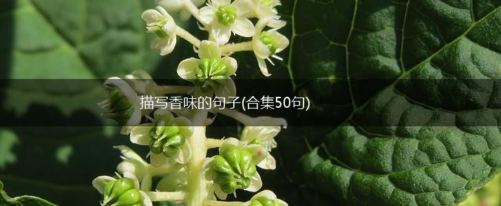描写香味的句子(合集50句),第1张