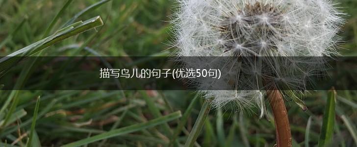 描写鸟儿的句子(优选50句),第1张 描写鸟儿的句子(优选50句),第1张