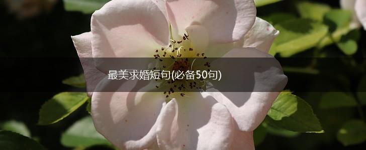 最美求婚短句(必备50句),第1张