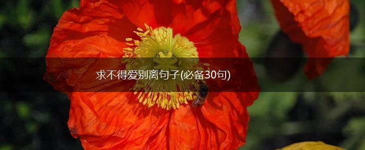 求不得爱别离句子(必备30句),第1张