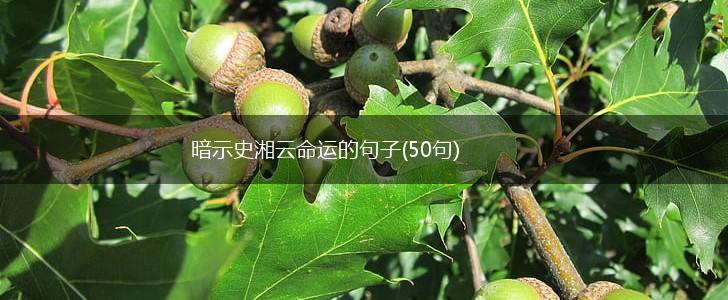 暗示史湘云命运的句子(50句),第1张