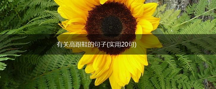 有关高跟鞋的句子(实用20句),第1张