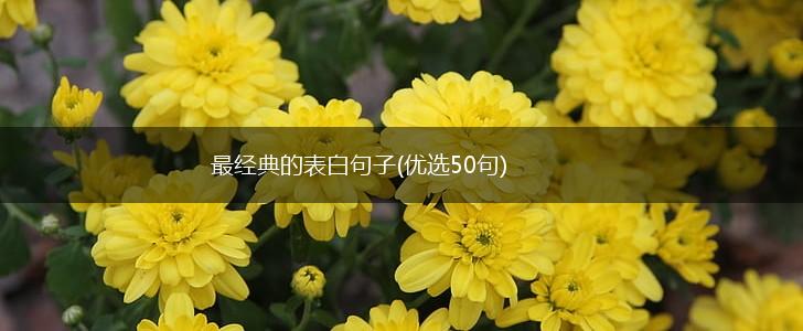 最经典的表白句子(优选50句),第1张