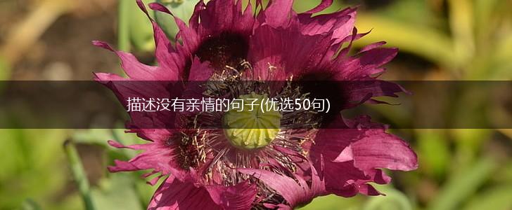 描述没有亲情的句子(优选50句),第1张
