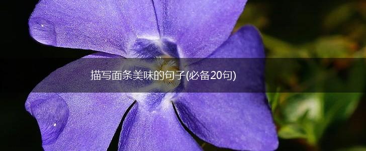 描写面条美味的句子(必备20句),第1张