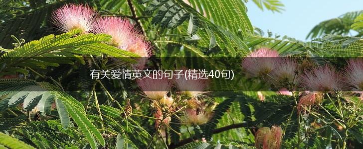 有关爱情英文的句子(精选40句),第1张