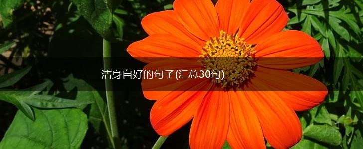 洁身自好的句子(汇总30句),第1张