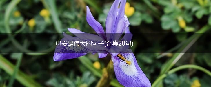 母爱是伟大的句子(合集20句),第1张