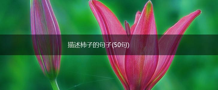 描述柿子的句子(50句),第1张