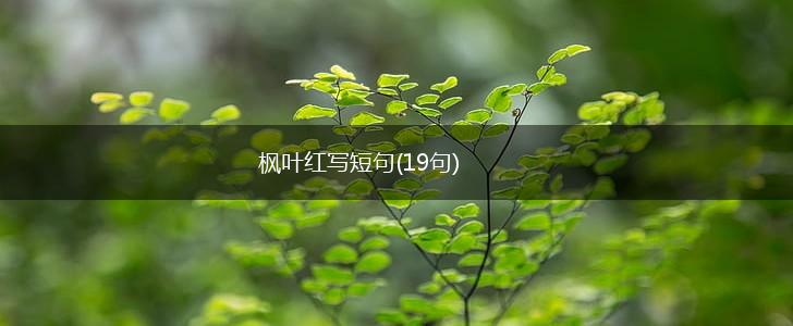 枫叶红写短句(19句),第1张
