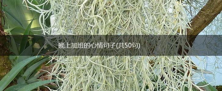 晚上加班的心情句子(共50句),第1张