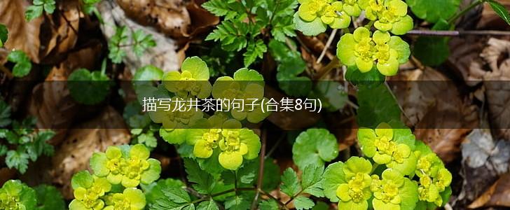 描写龙井茶的句子(合集8句),第1张