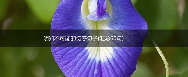 明知不可能的伤感句子(汇总60句),第1张