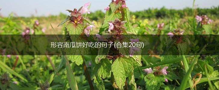 形容南瓜饼好吃的句子(合集20句),第1张