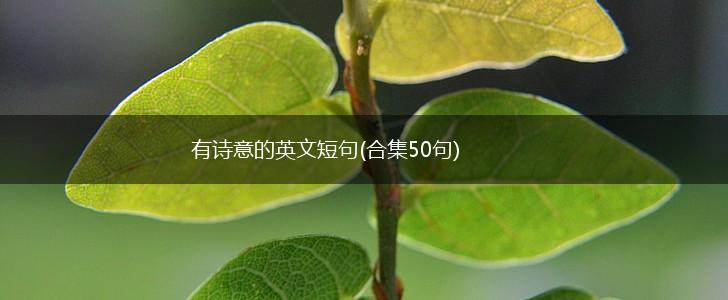 有诗意的英文短句(合集50句),第1张