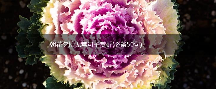 朝花夕拾无常句子赏析(必备50句),第1张