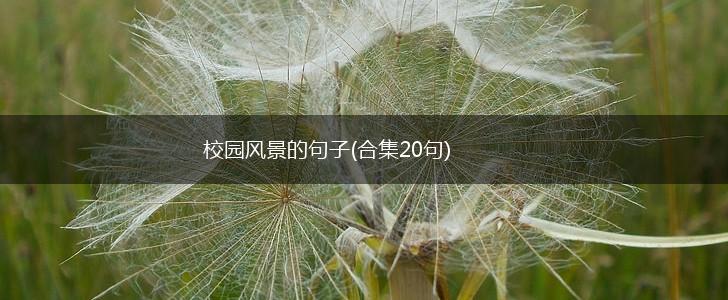 校园风景的句子(合集20句),第1张