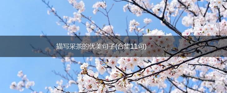描写采茶的优美句子(合集11句),第1张