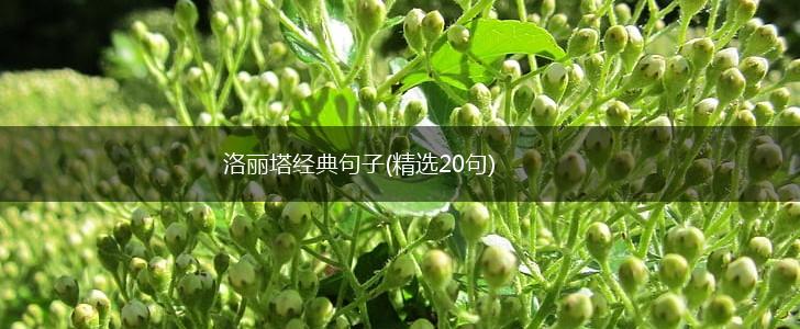 洛丽塔经典句子(精选20句),第1张