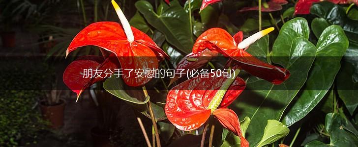 朋友分手了安慰的句子(必备50句),第1张
