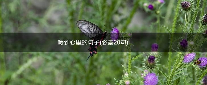 暖到心里的句子(必备20句),第1张