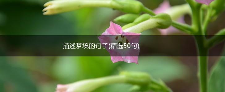 描述梦境的句子(精选50句),第1张