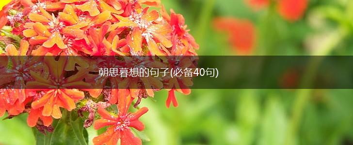 朝思暮想的句子(必备40句),第1张
