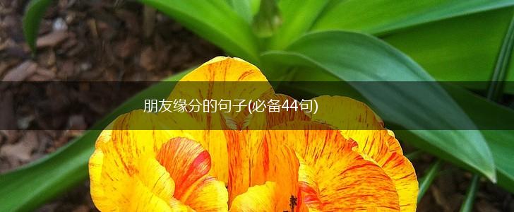 朋友缘分的句子(必备44句),第1张