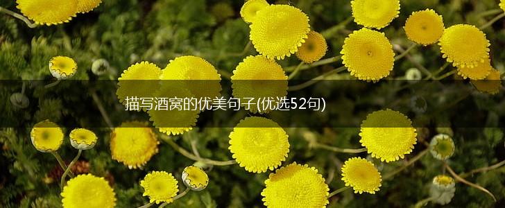 描写酒窝的优美句子(优选52句),第1张