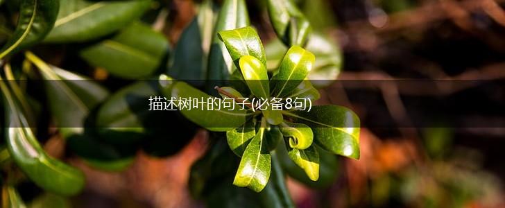 描述树叶的句子(必备8句),第1张