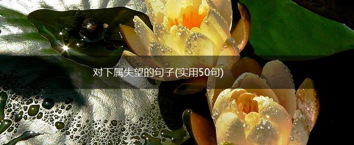 对下属失望的句子(实用50句),第1张