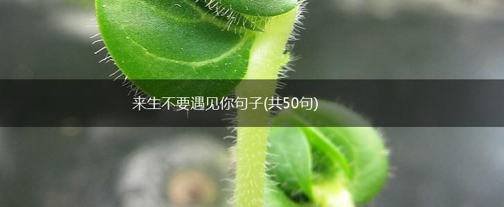 来生不要遇见你句子(共50句),第1张