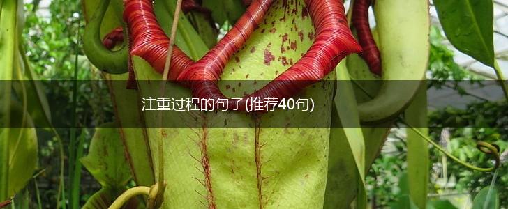 注重过程的句子(推荐40句),第1张