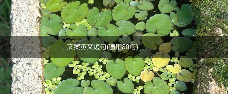 文案英文短句(通用80句),第1张