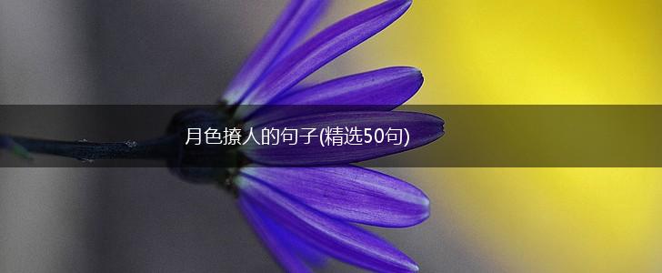 月色撩人的句子(精选50句),第1张