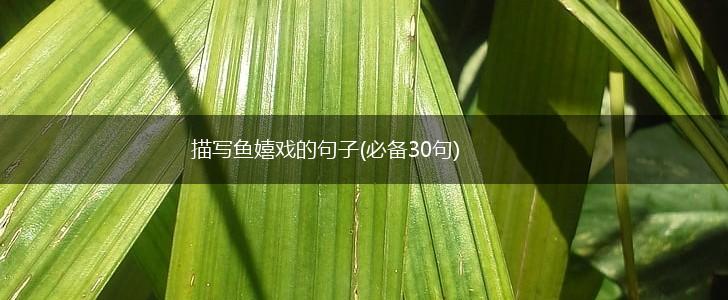 描写鱼嬉戏的句子(必备30句),第1张