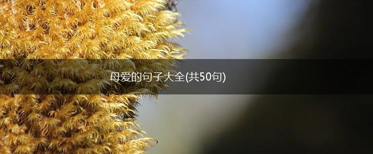 母爱的句子大全(共50句),第1张