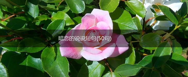 暗恋的说说短句(50句),第1张