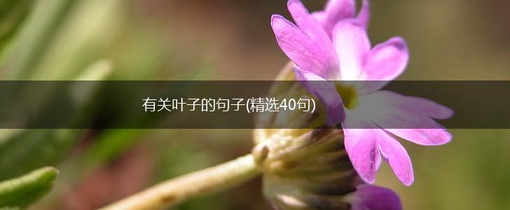 有关叶子的句子(精选40句),第1张