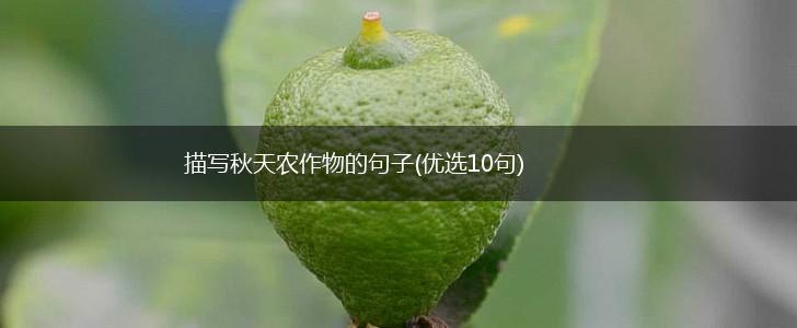 描写秋天农作物的句子(优选10句),第1张