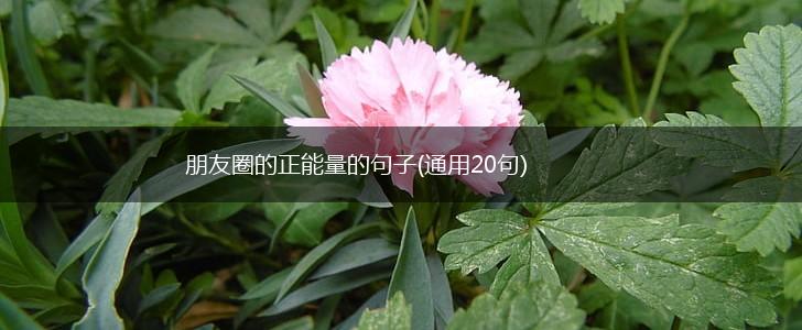 朋友圈的正能量的句子(通用20句),第1张