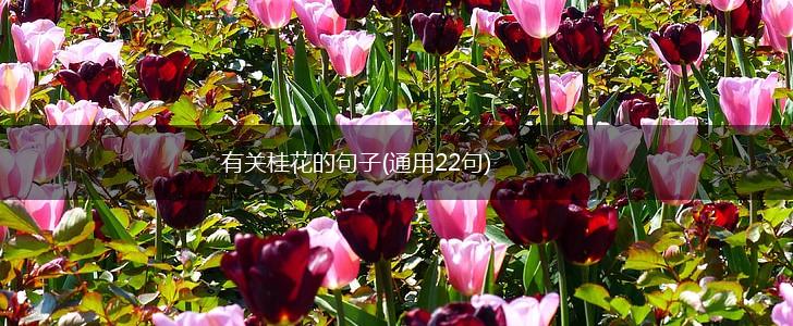 有关桂花的句子(通用22句),第1张