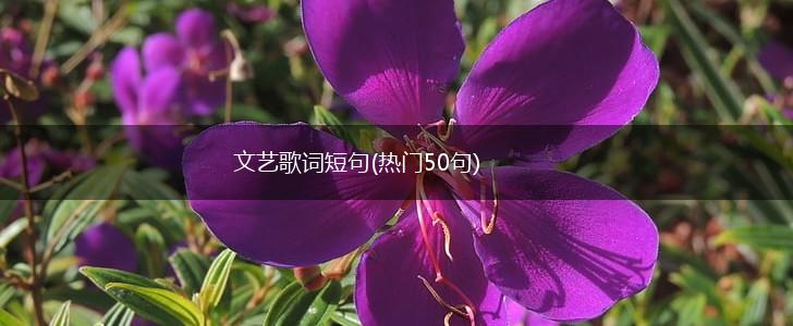 文艺歌词短句(热门50句),第1张